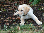 A previous Duckmasters Labs puppy.