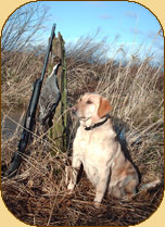 Peanut is an excellent retriever and a great compainion in the blind. 