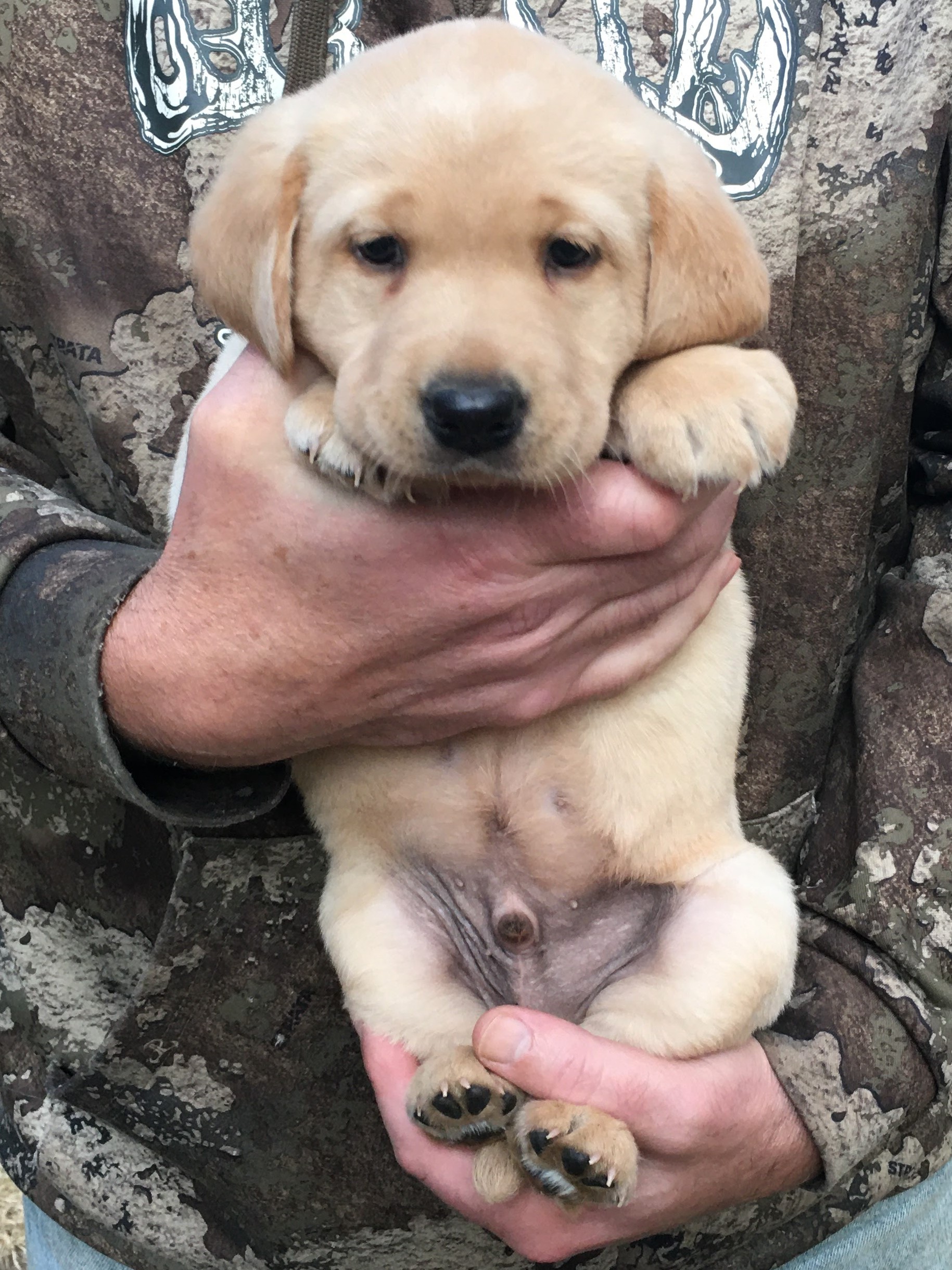 Blue Yellow Boy 5 Weeks Old