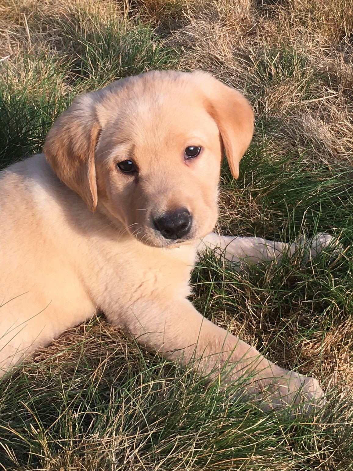 Blue Yellow Boy 7 Weeks Old