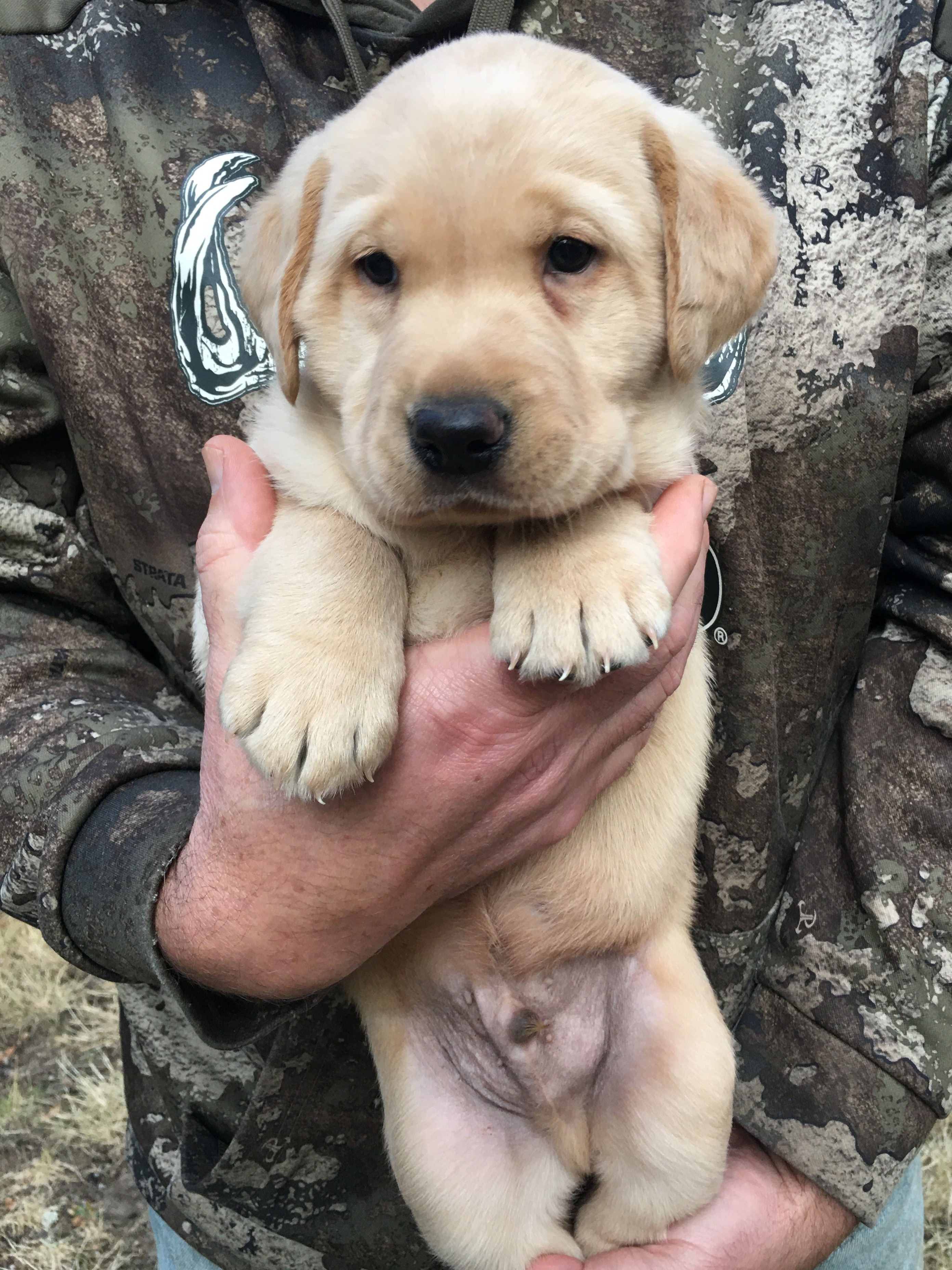 Green Yellow Boy 5 Weeks Old