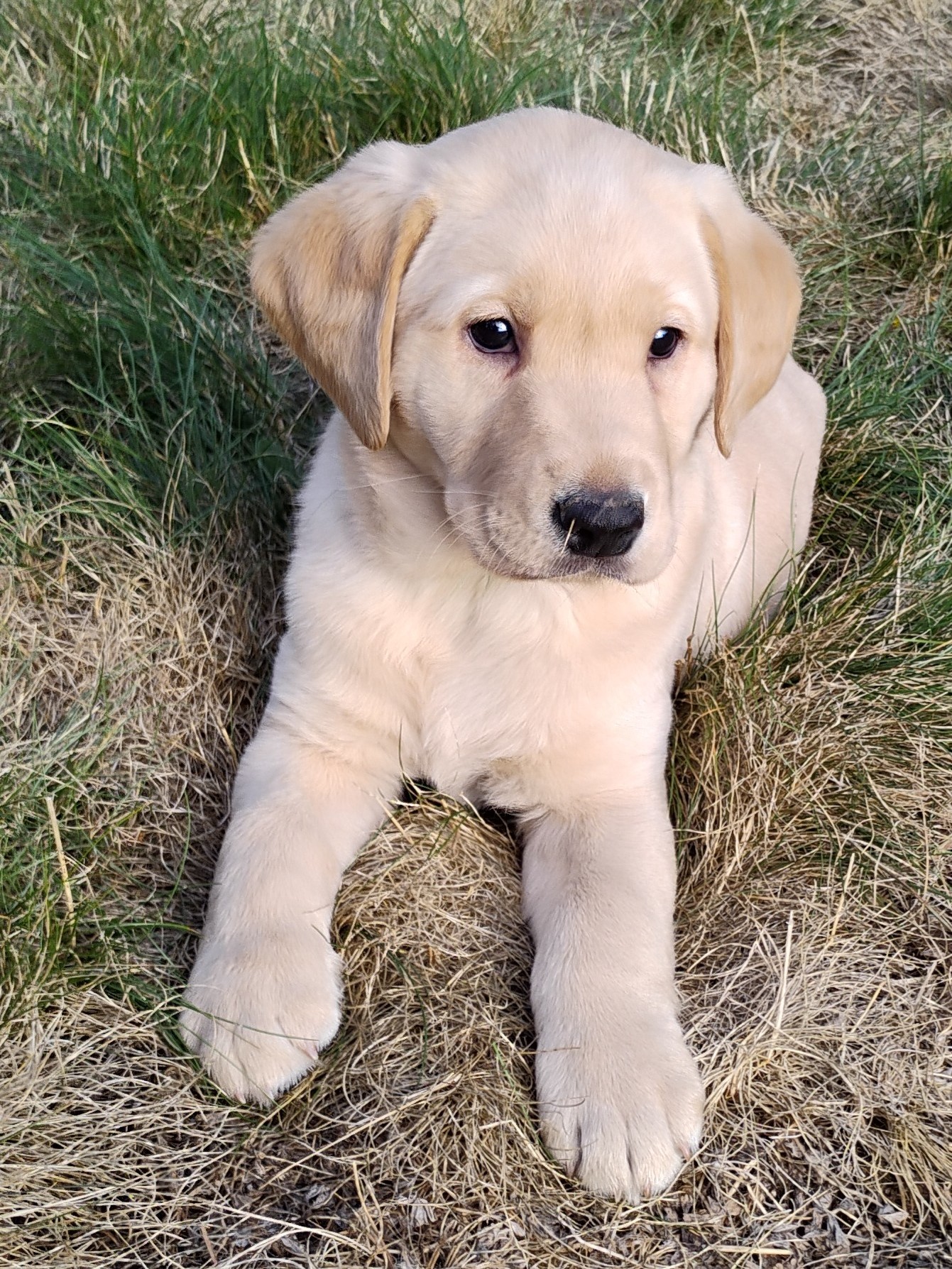 Green Yellow Boy 7Weeks Old