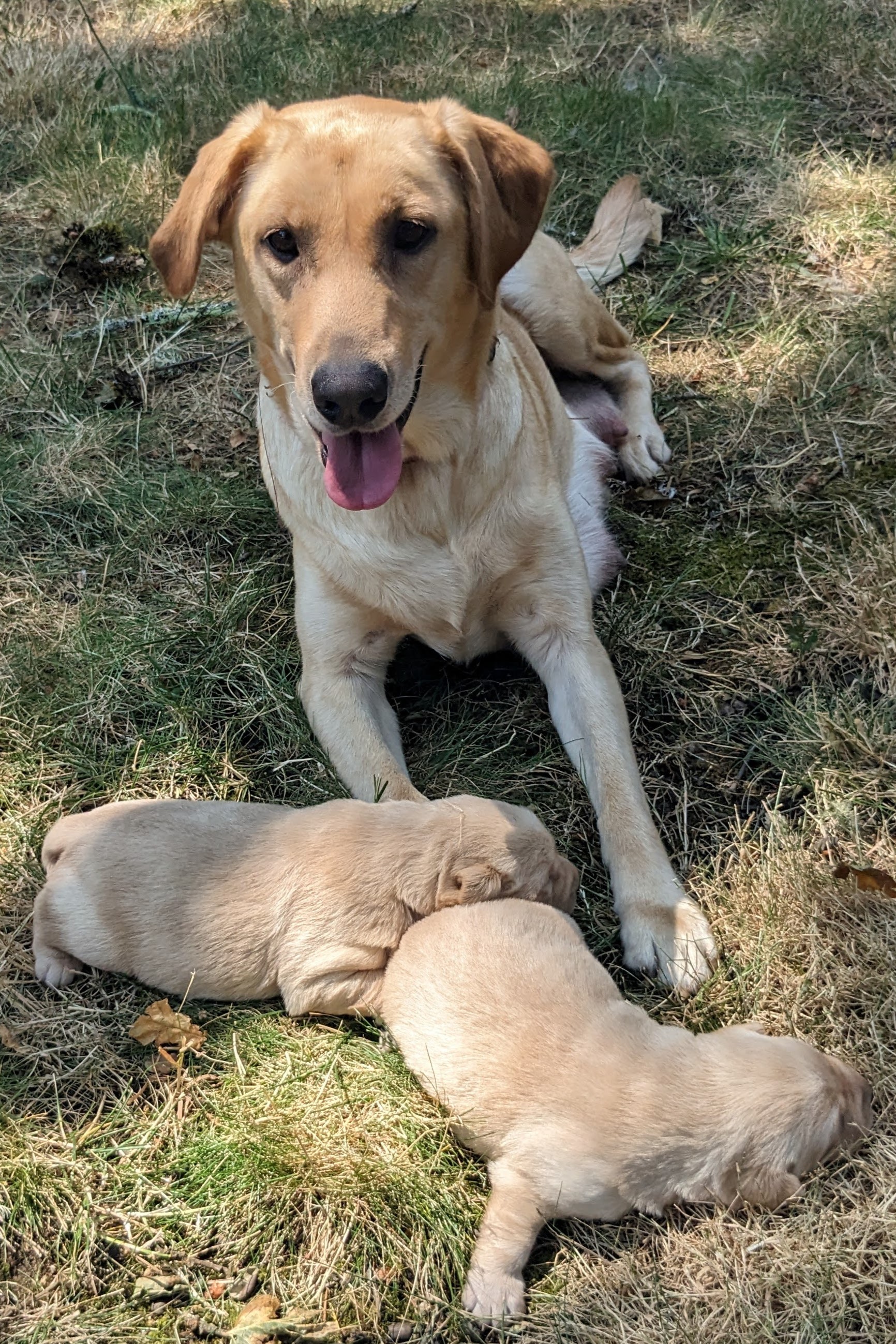 Photo of litter 3 weeks Old