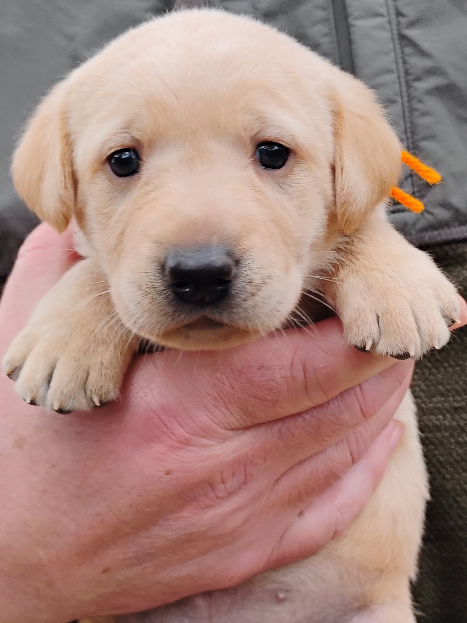 Orange Yellow Girl 3 Weeks Old