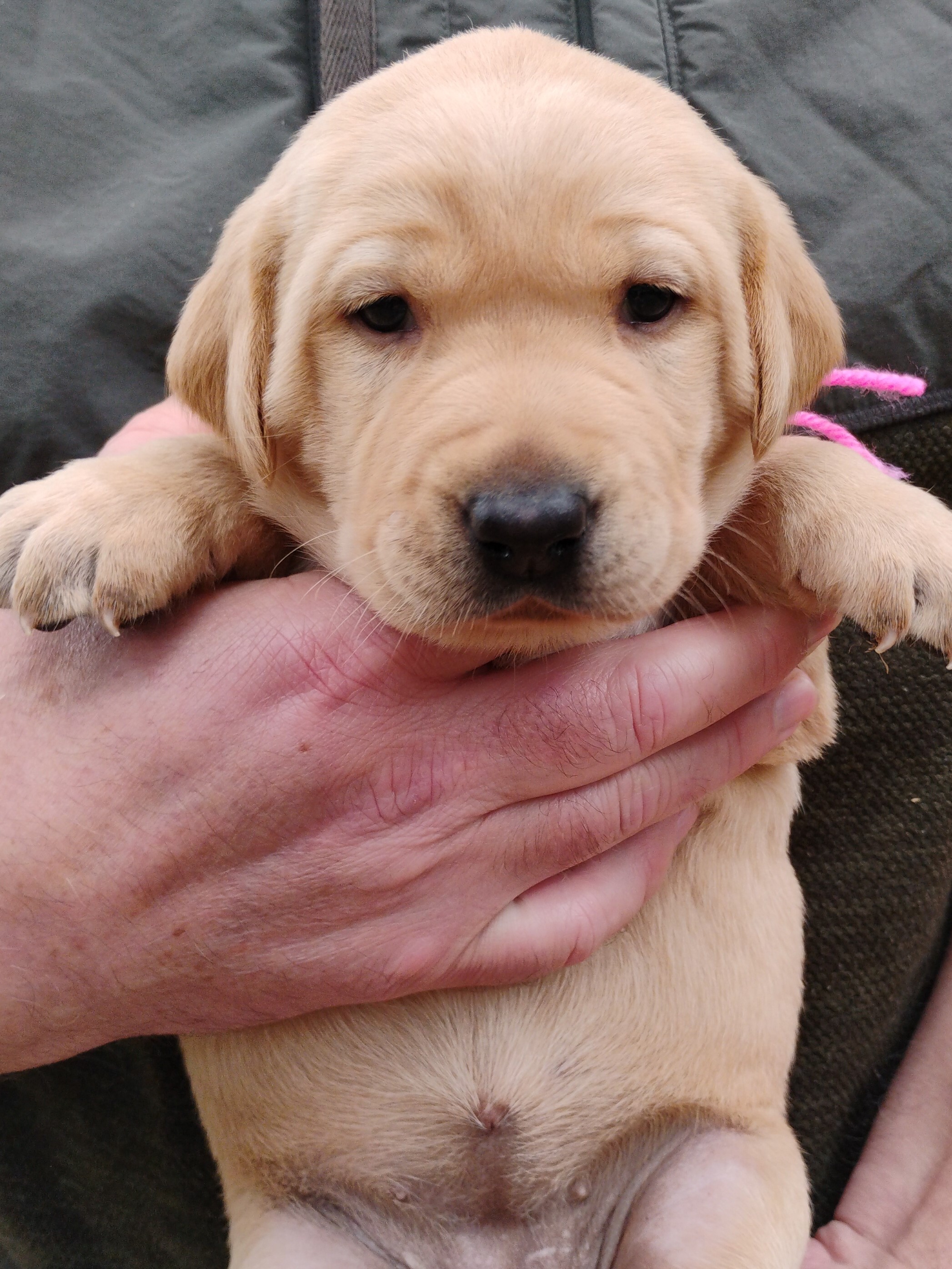 Pink Yellow Girl 3 Weeks Old