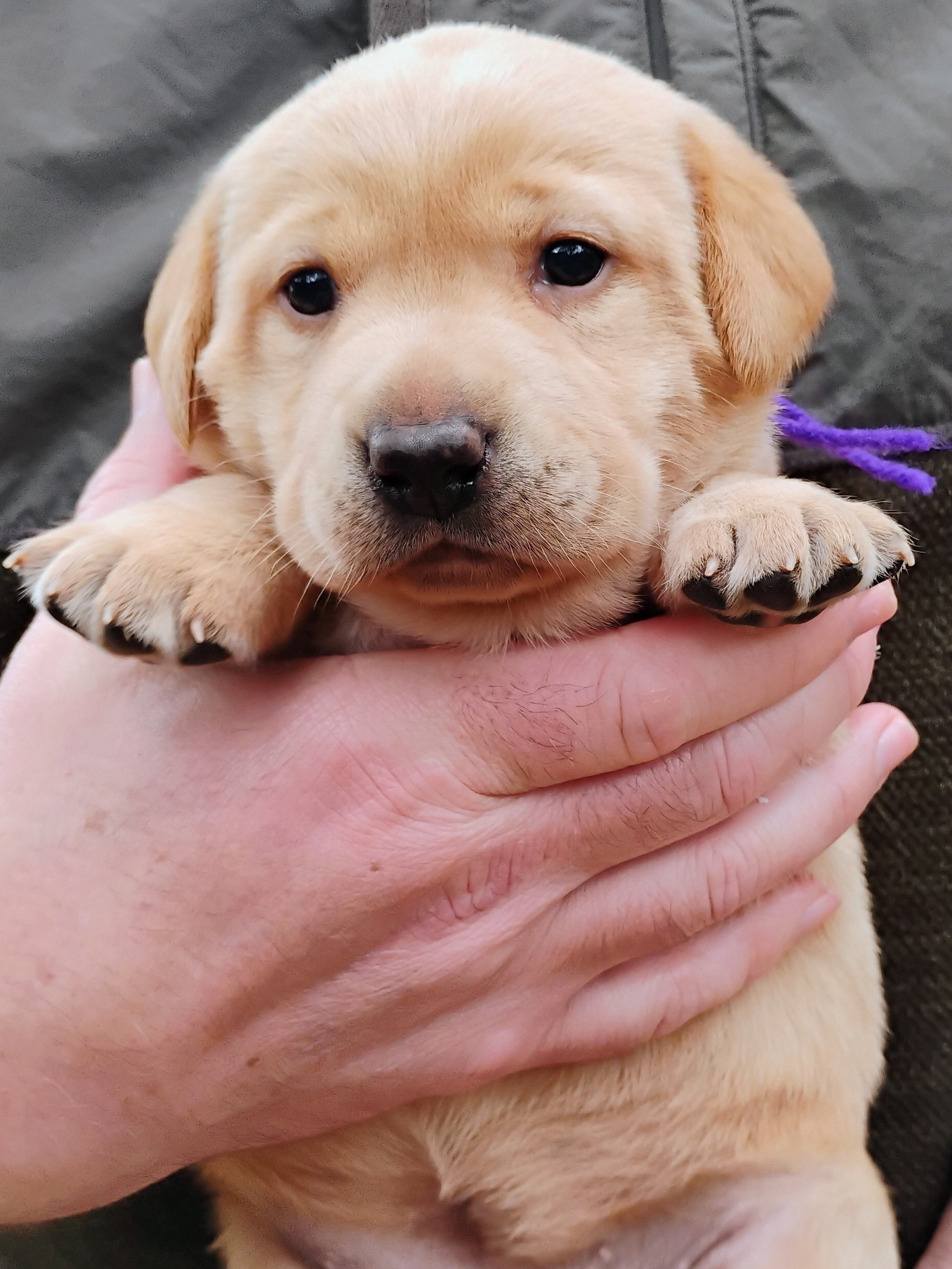 Purple Yellow Girl 3 Weeks Old