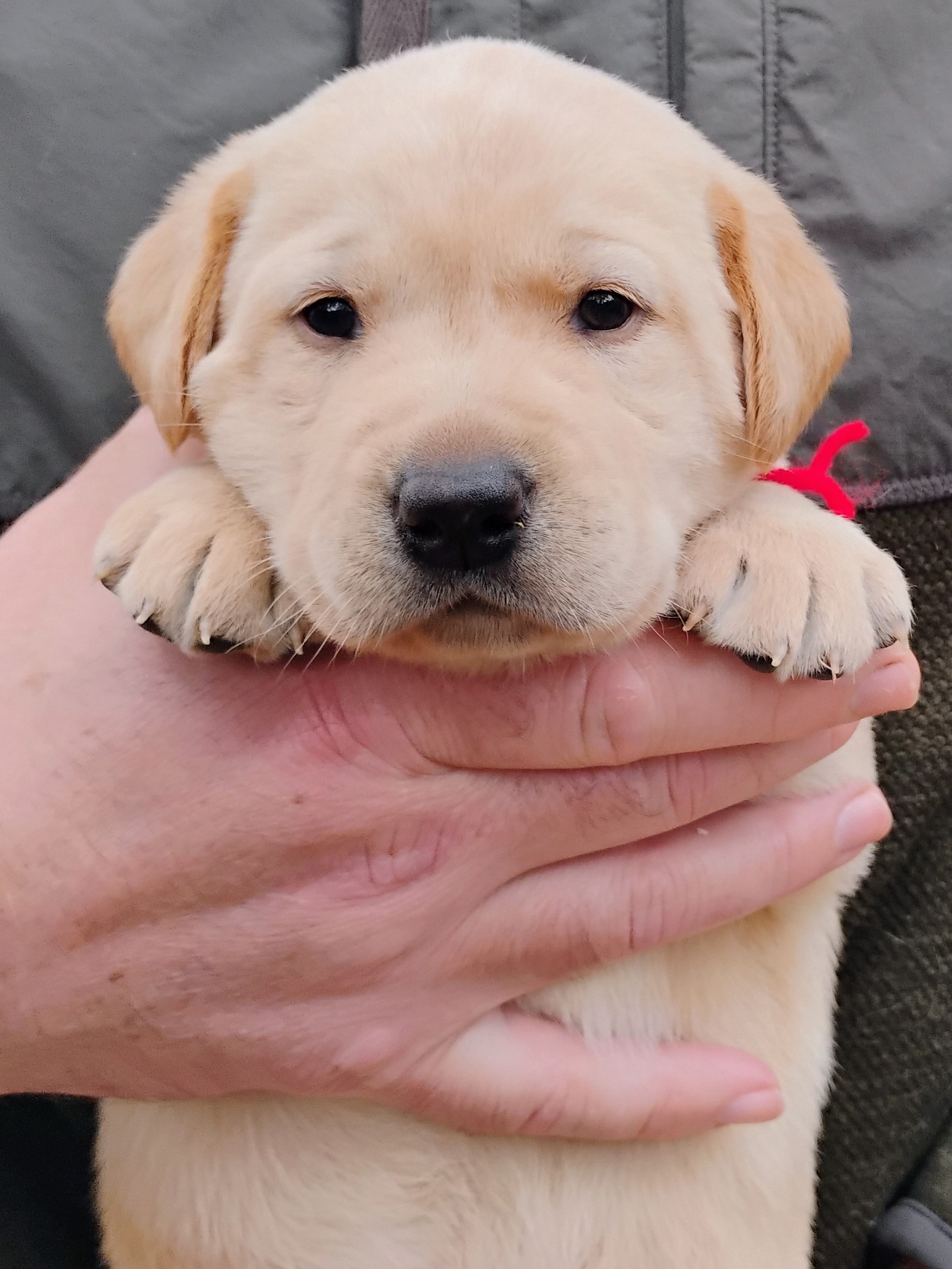 Red Yellow Boy 3 Weeks Old