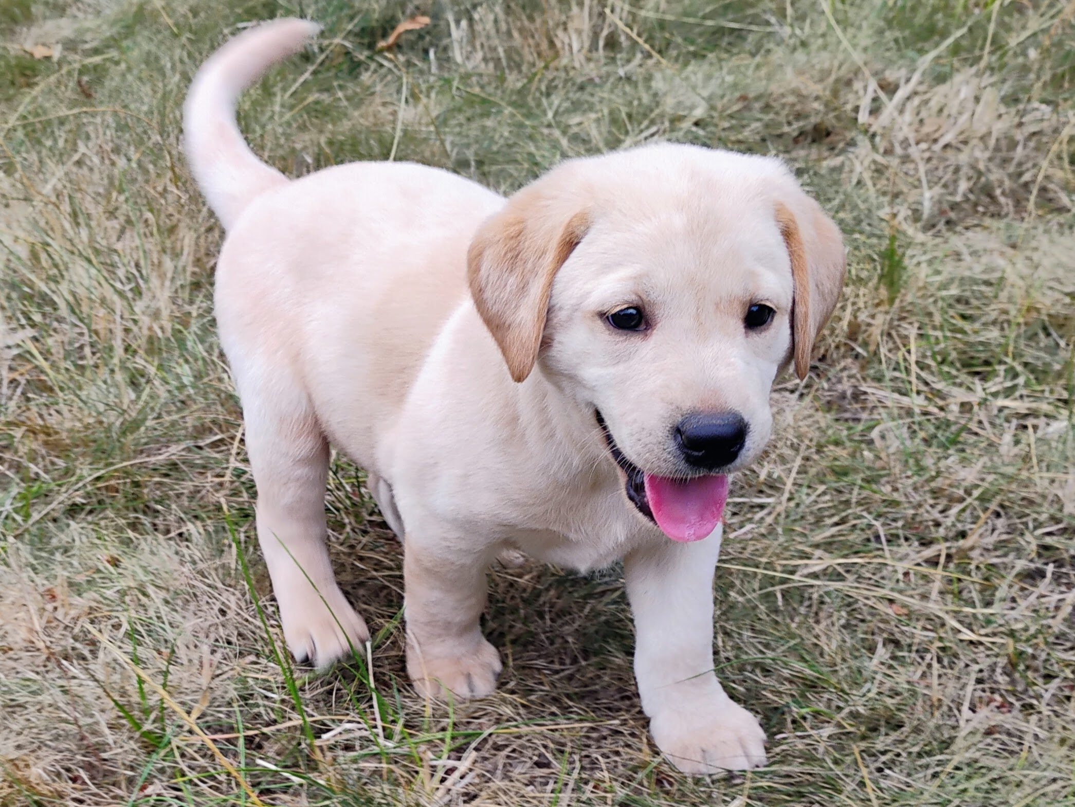 Red Yellow Boy 3 Weeks Old