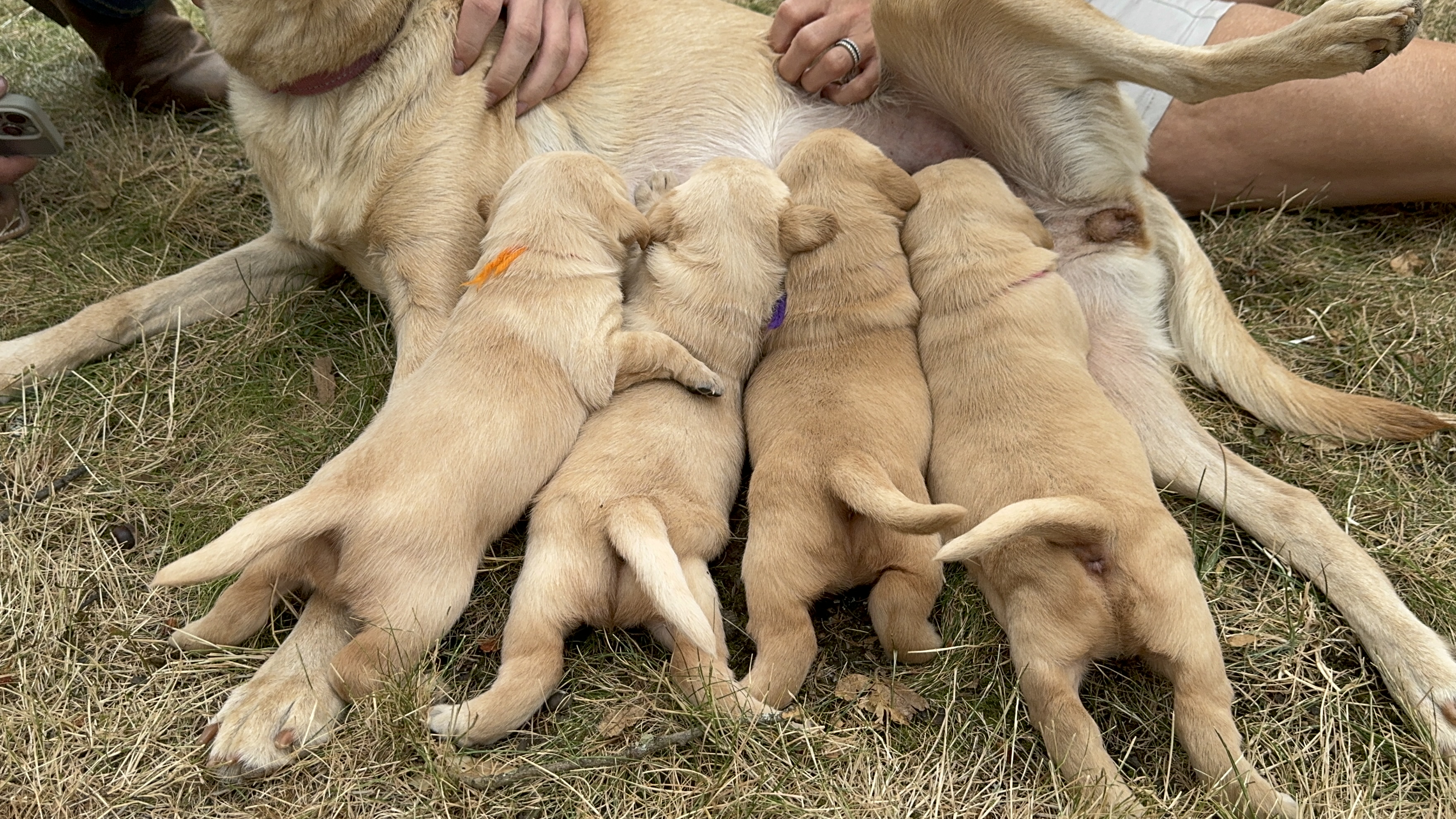 Photo of litter nursing at 3 weeks Old